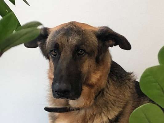 Schäferhund-Beitrag-Bild