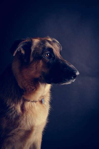 Schäferhund-Beitrag-Bild