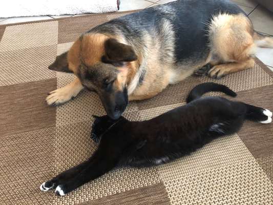 Schäferhund-Beitrag-Bild