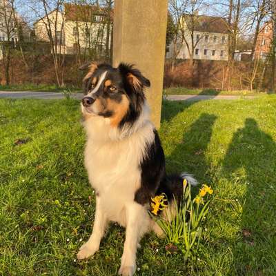 Hundetreffen-Gassi- / Leinentraining im Raum Amberg-Sulzbach-Bild