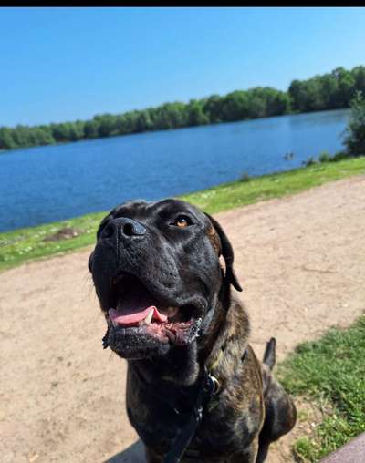 cane corso-Beitrag-Bild