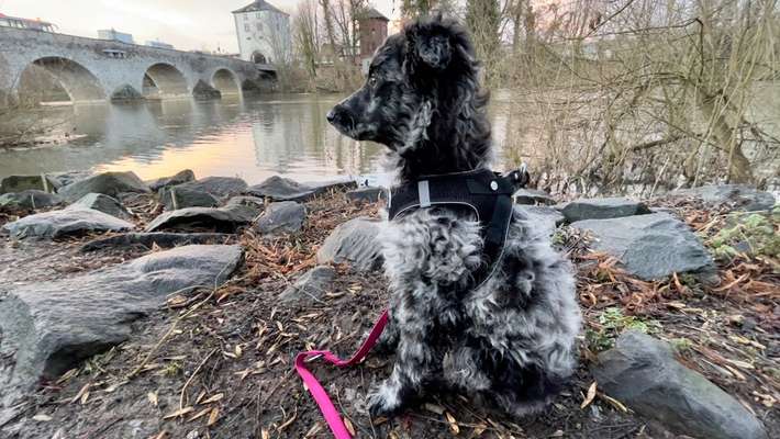 Mudi - Gibt es hier noch weitere ungarische Paprikas?-Beitrag-Bild