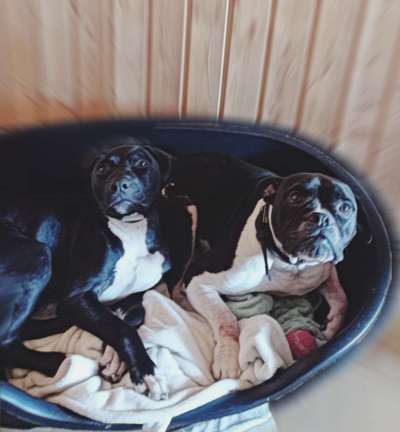 Die Dogorama Wochen Challenge "Friends will be Friends"-Beitrag-Bild