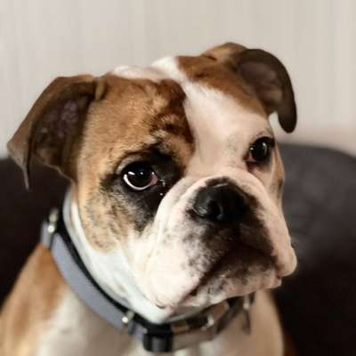 Hundetreffen-Gassirunde mit unserer 15 Monate alten Bulldogge-Bild