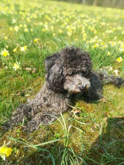 Challenge 23 : "  Euer Hund beim Frühlingserwachen "-Beitrag-Bild