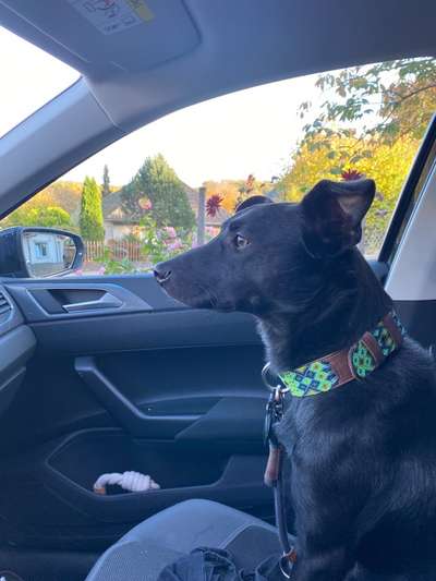 Welche Rasse könnte hier drin stecken?-Beitrag-Bild