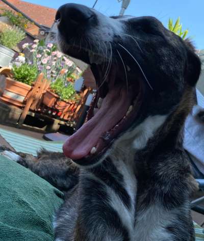 Dogorama Photo Challenge - Dein Hund beim Gähnen-Beitrag-Bild