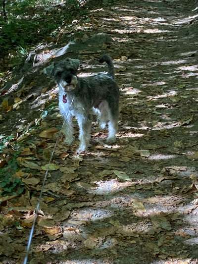 Zwergschnauzer gesucht-Beitrag-Bild