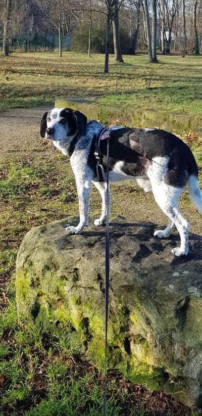 Hunde aus Griechenland-Beitrag-Bild