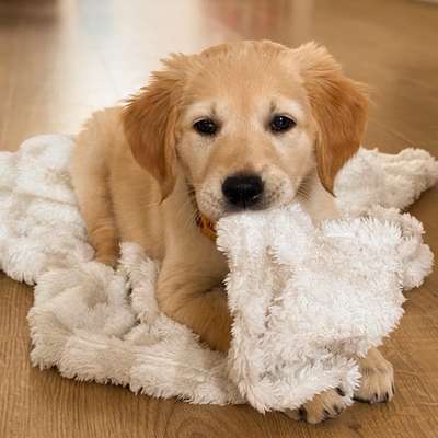 Hundetreffen-Welpentreffen Lippstadt