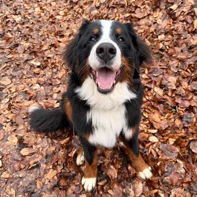 Hundetreffen-Gassirunde bei 99826 und Umgebung 🐾-Bild
