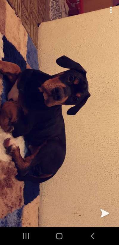 Welpen Bilder !-Beitrag-Bild