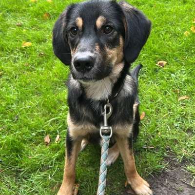 Hundetreffen-Gemeinsame Gassirunden oder Spielen-Bild
