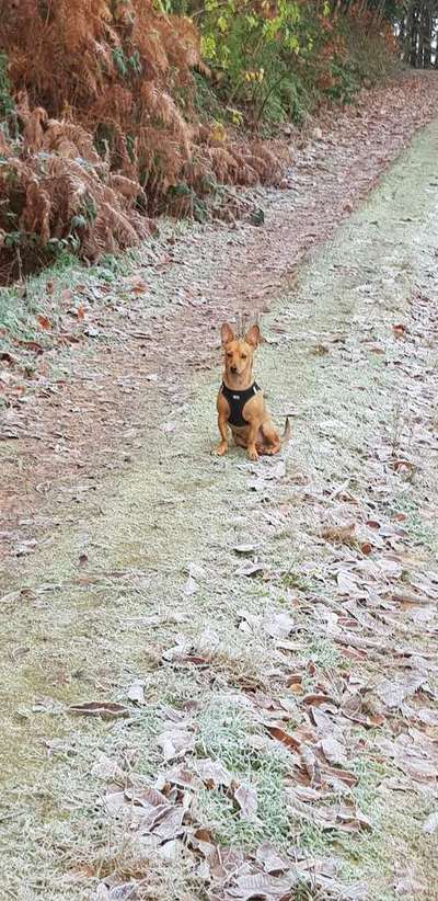 Wo sind die Zwergpinscher?-Beitrag-Bild