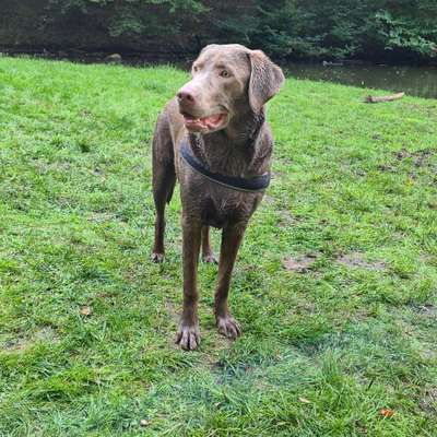 Hundetreffen-Spiel-gassi runde-Bild