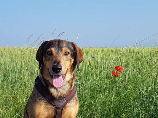 Die Dogorama Kalender Challenge Titelbild-Beitrag-Bild