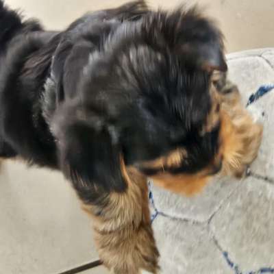 Hundetreffen-Zb. Steinfurt/ altenberge