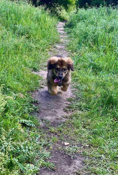 Hundetreffen-Welpentreffen in Altenmellrich-Bild