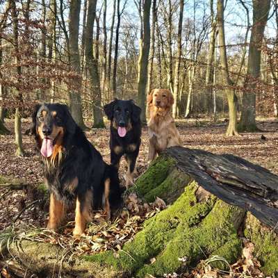 Hundetreffen-Gemeinsame Spaziergänge und Hundebegegnungen-Bild