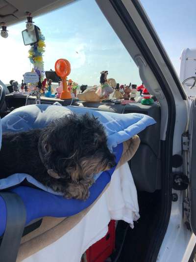 Die Dogorama Wochen Challenge-Beitrag-Bild