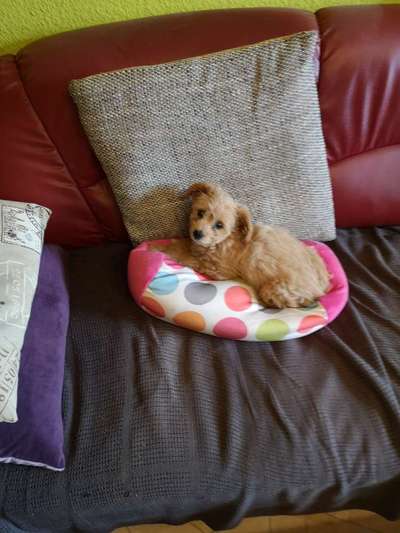 Welpen Bilder !-Beitrag-Bild