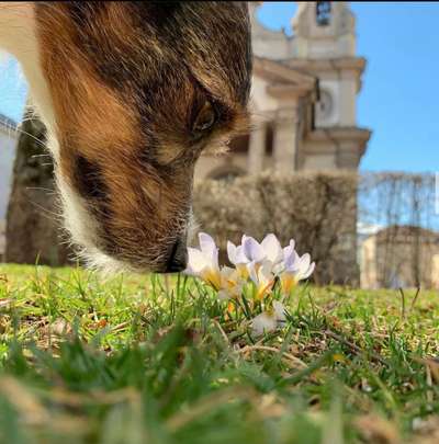 Die Dogorama Monats Challenge "Es grünt und blüht"-Beitrag-Bild