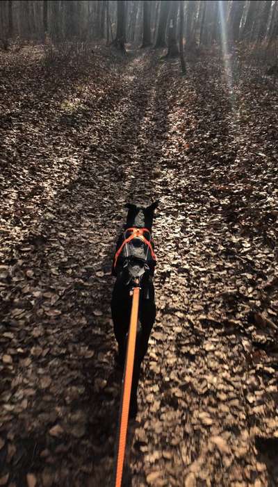 Hundetreffen-Zughundesport Trainingspartner (Bikejöring)-Bild