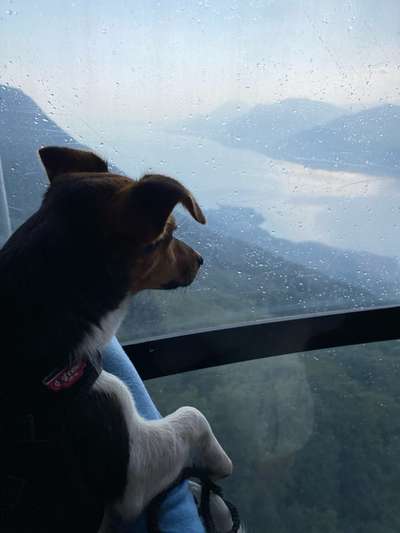 Die Dogorama Wochen Challenge-Beitrag-Bild