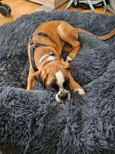 Durchfall-Beitrag-Bild