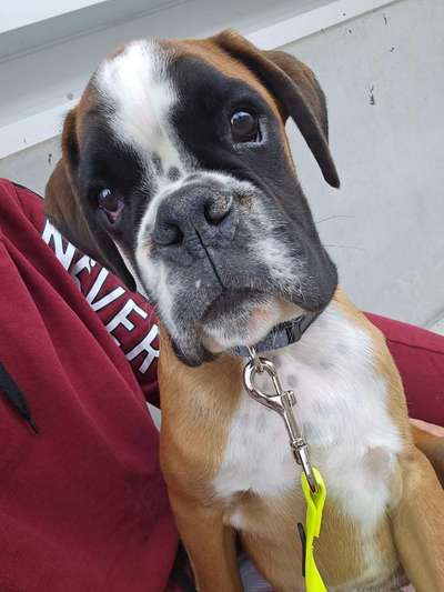 Hunde Porträt (Portrait) Galerie....-Beitrag-Bild