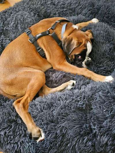 Durchfall-Beitrag-Bild