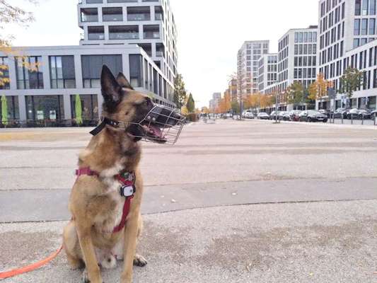 Deutsche Schäferhunde, Belgische Schäferhunde.-Beitrag-Bild