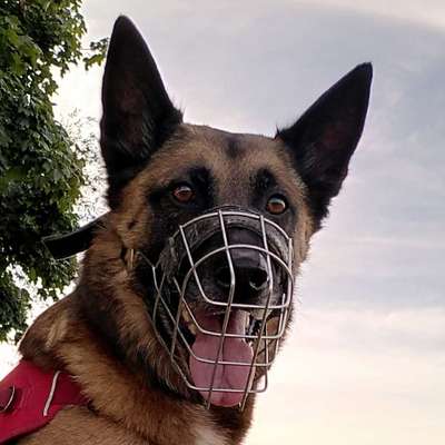 Alles rund um den Schäferhund, diskutieren erwünscht.-Beitrag-Bild