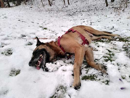 Hunde Memes-Beitrag-Bild