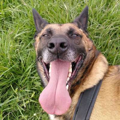 Tongue Out Tuesday-Beitrag-Bild