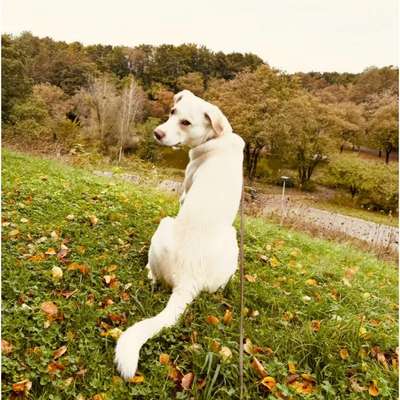 Tierschutzhunde suchen ein Zuhause-Beitrag-Bild