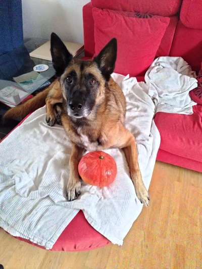 Schäferhund-Beitrag-Bild