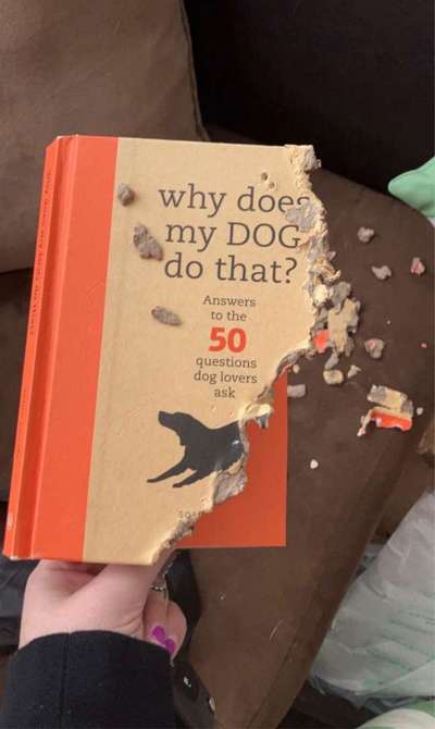 Hunde Memes-Beitrag-Bild