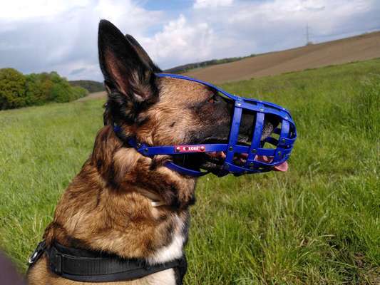 Wie sitzt mein Maulkorb / Maulkorb-Beratung-Beitrag-Bild