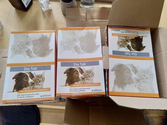 Alles rund um den Schäferhund, diskutieren erwünscht.-Beitrag-Bild