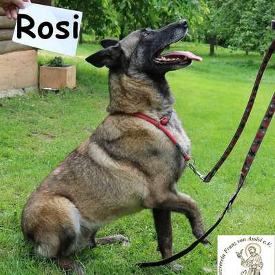 Tierschutzhunde suchen ein Zuhause-Beitrag-Bild