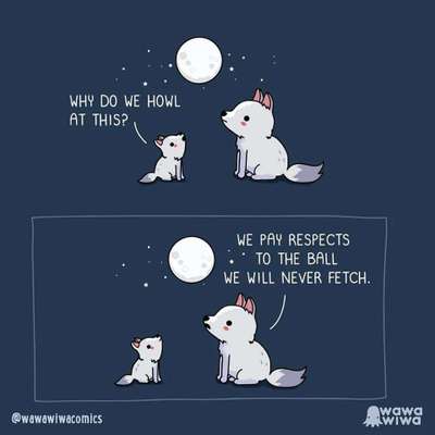 Hunde Memes-Beitrag-Bild