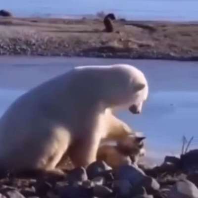 Hunde Memes-Beitrag-Bild