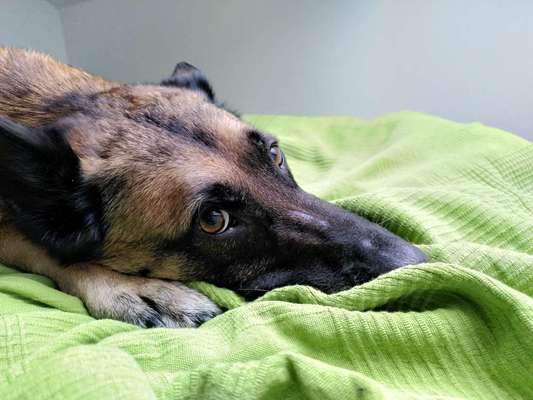 Alles rund um den Schäferhund, diskutieren erwünscht.-Beitrag-Bild