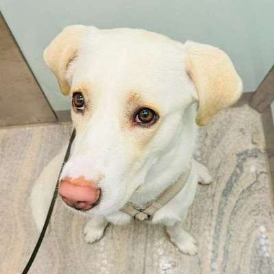 Tierschutzhunde suchen ein Zuhause-Beitrag-Bild