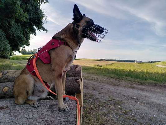 Malinois-Beitrag-Bild