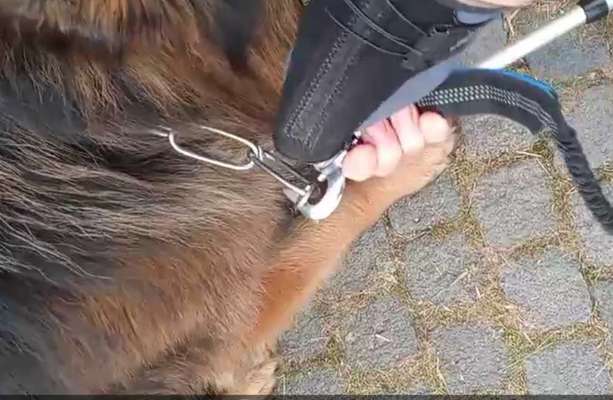 Deutsche Schäferhunde, Belgische Schäferhunde.-Beitrag-Bild