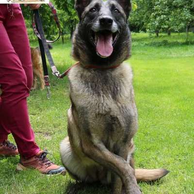 Tierschutzhunde suchen ein Zuhause-Beitrag-Bild