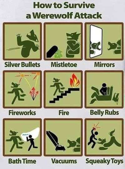 Hunde Memes-Beitrag-Bild