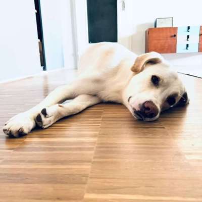 Tierschutzhunde suchen ein Zuhause-Beitrag-Bild